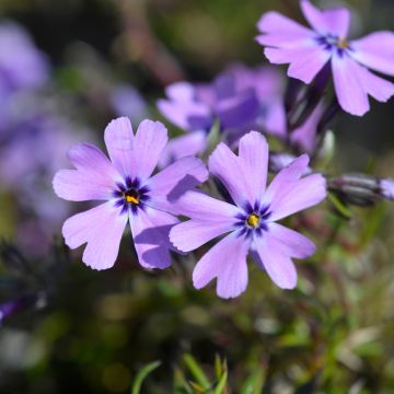 Flox-tapete Purple Beauty - Phlox subulata