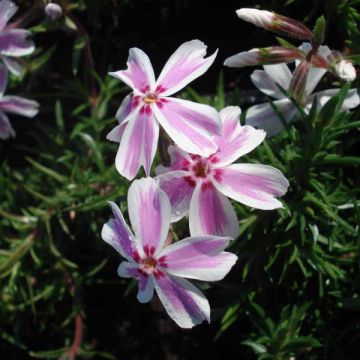 Flox-tapete Candy Stripes - Phlox subulata