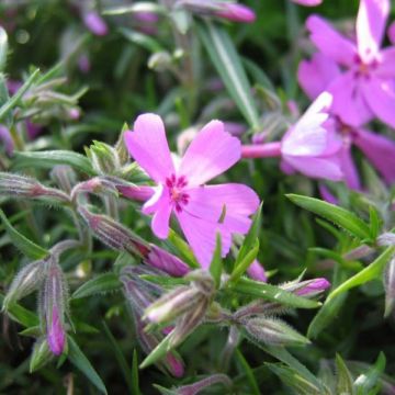 Flox-tapete Moerheimii - Phlox subulata