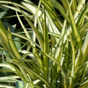 Phormium cookianum Cream Delight
