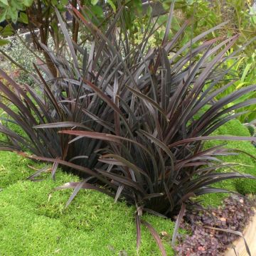 Phormium cookianum Mini Magic