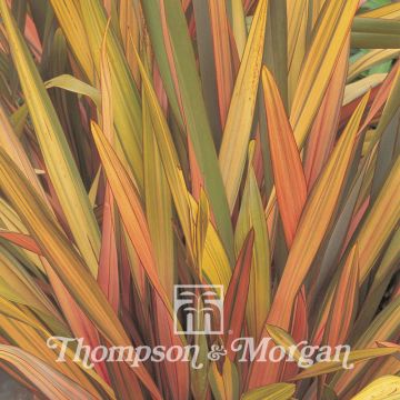Phormium tenax Rainbow Striped Hybrids em sementes