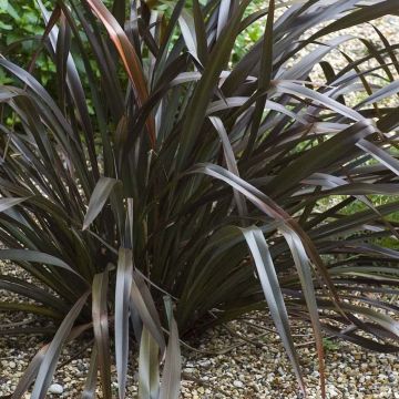 Phormium cookianum Black Adder