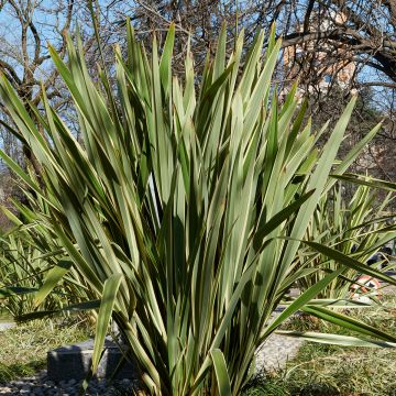 Phormium tenax em sementes - Linho-da-nova-zelândia