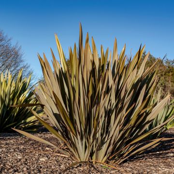 Phormium tenax Atropurpureum em sementes - Linho-da-nova-zelândia