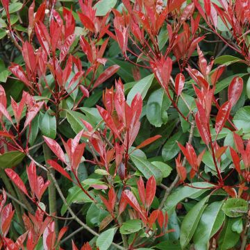 Photinia fraseri Little Red Robin