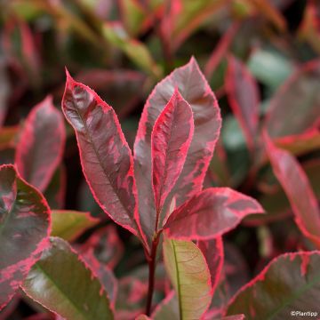 Photinia fraseri Louise