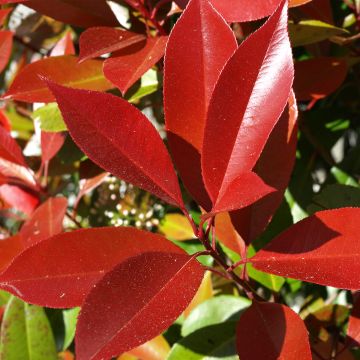 Photinia fraseri Dynamo Red