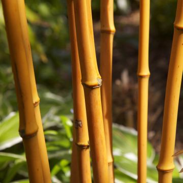 Phyllostachys aurea