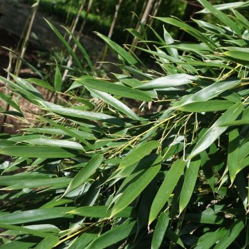 Phyllostachys aureosulcata
