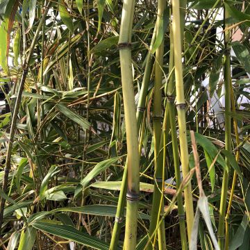 Phyllostachys flexuosa