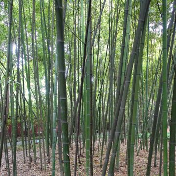 Phyllostachys glauca