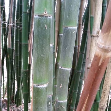 Phyllostachys parvifolia