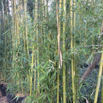 Phyllostachys viridiglaucescens