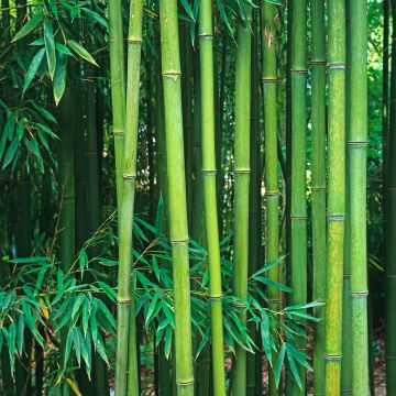 Phyllostachys viridiglaucescens