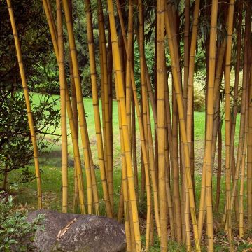 Phyllostachys vivax Aureocaulis