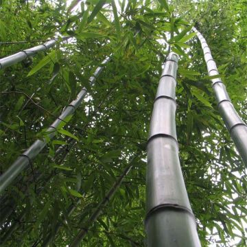 Phyllostachys vivax Huangwenzhu