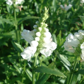Physostegia virginiana Miss Manners