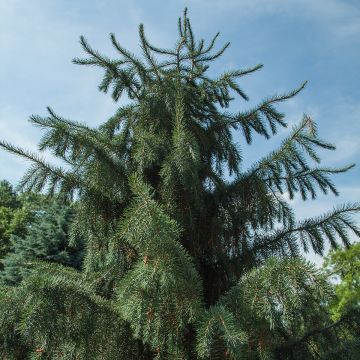 Picea breweriana - Abeto de Brewer