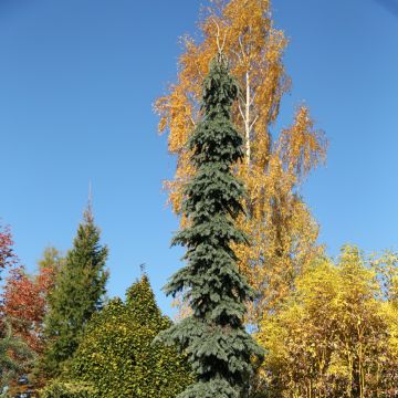 Picea glauca Pendula