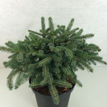 Picea mariana × omorika Machala