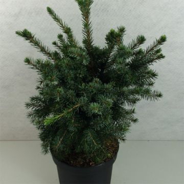 Picea omorika Wodan