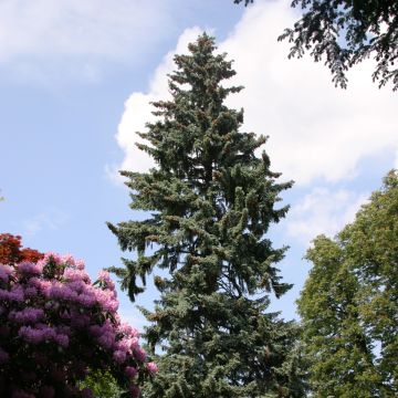 Picea pungens - Pícea-azul