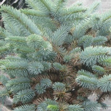 Picea pungens Jeddeloh