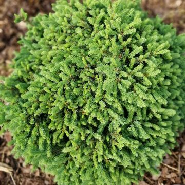 Picea glauca Echiniformis