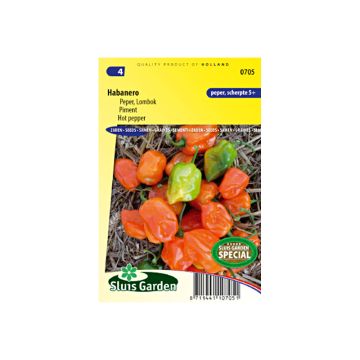 Pimenta Habanero - Pimenta das Antilhas