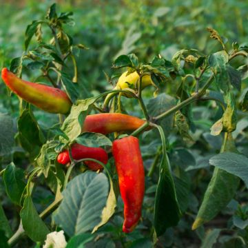 Pimento Húngara Amarela Bio