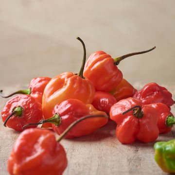 Pimento Tropical Heat