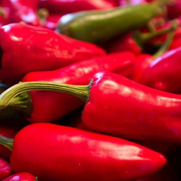 Pimento Espelette - Pimenta Basca Gorria