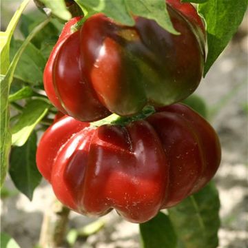Pimento Tomate - Ferme de Sainte Marthe Bio