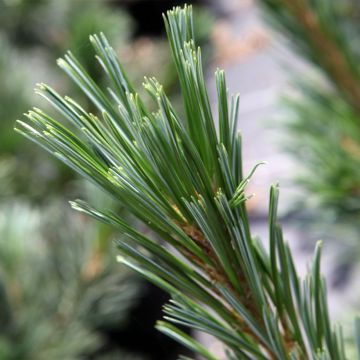 Pinus flexilis Vanderwolf's Pyramid