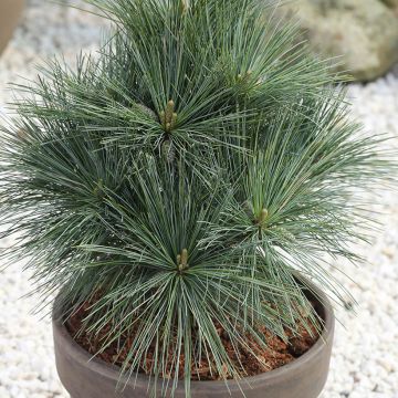 Pinus strobus Secrest