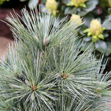 Pinus strobus Mary Butler