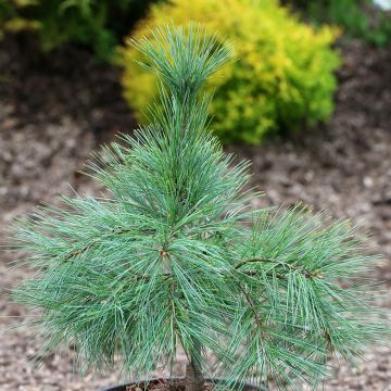 Pinus strobus Niagara Falls