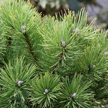 Pinus mugo Allgäu