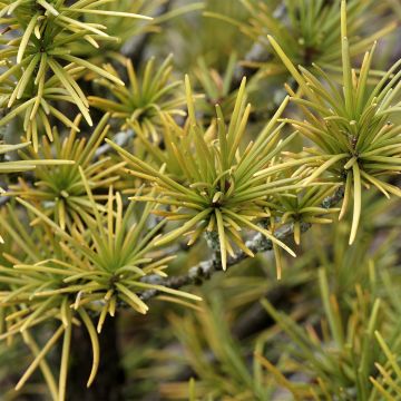 Pinus mugo Mops Gold