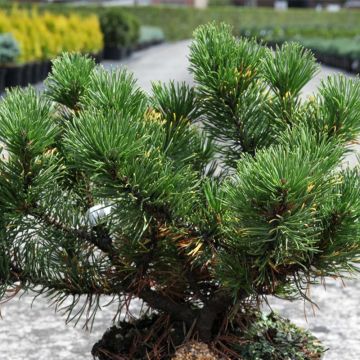 Pinus mugo Carsten's Wintergold