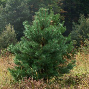 Pinus sylvestris Norska