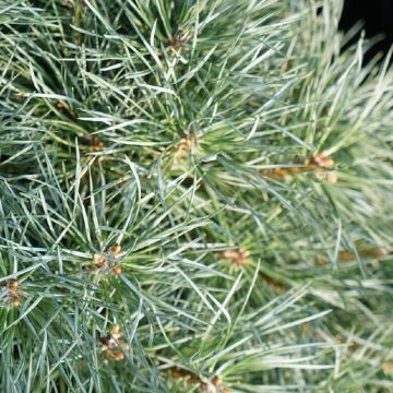 Pinus sylvestris Chantry Blue