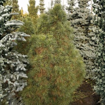 Pinus sylvestris Globosa Viridis