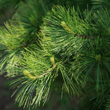 Pinus armandii - Pinheiro-branco-da-china