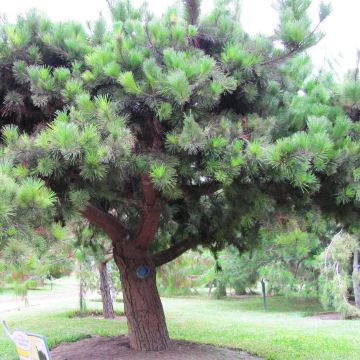 Pinus insignis - Pinheiro-insigne