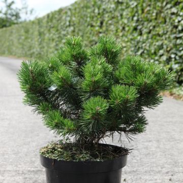 Pinus mugo Gnom