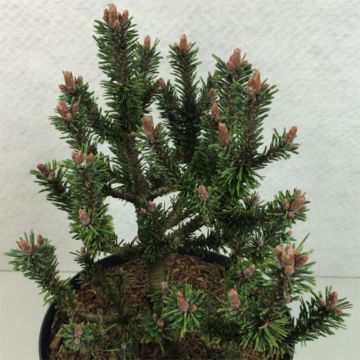 Pinus mugo Kissen