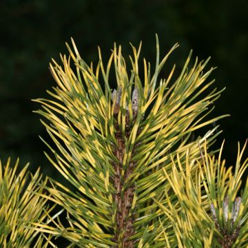Pinus mugo Sunshine