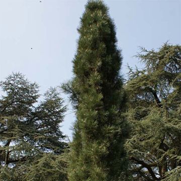 Pinus nigra Molette